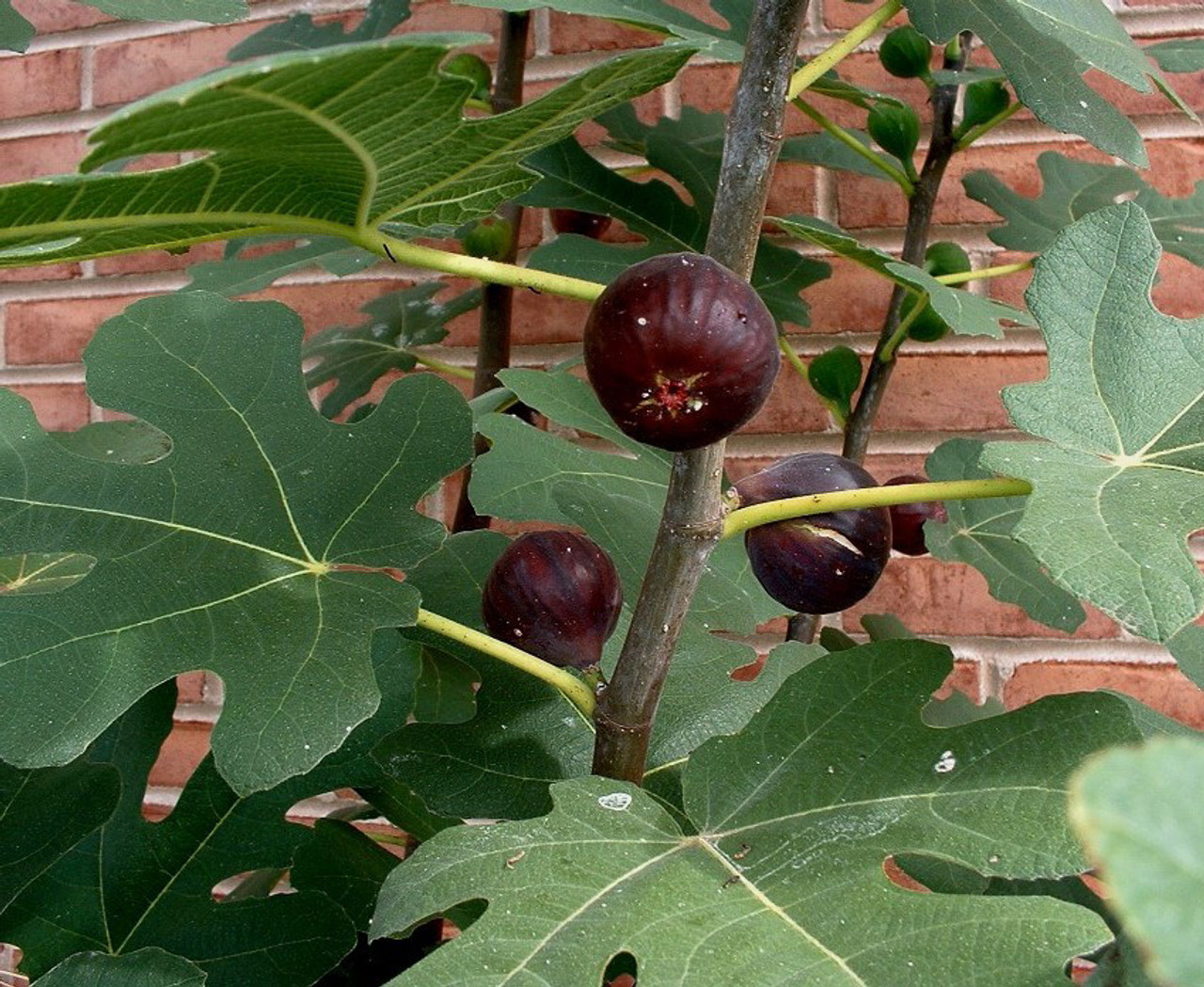 mad boks Luscious Chicago Hardy Fig (Ficus carica): Zone 6-11, 1 QR tissue cultured plant -  Berries Unlimited USA