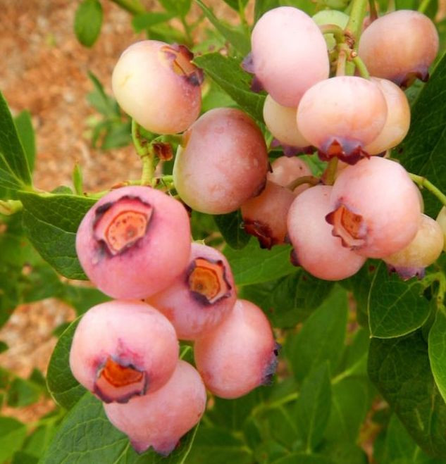 Unique Pink Popcorn Blueberry Plant for Sale