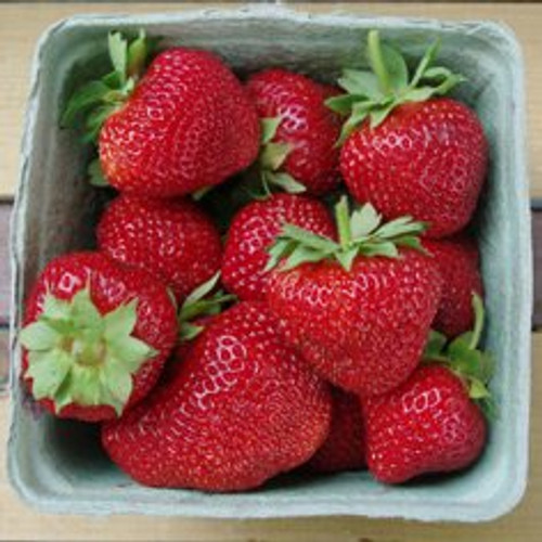 AC Valley Sunset Strawberry - Berries Unlimited USA