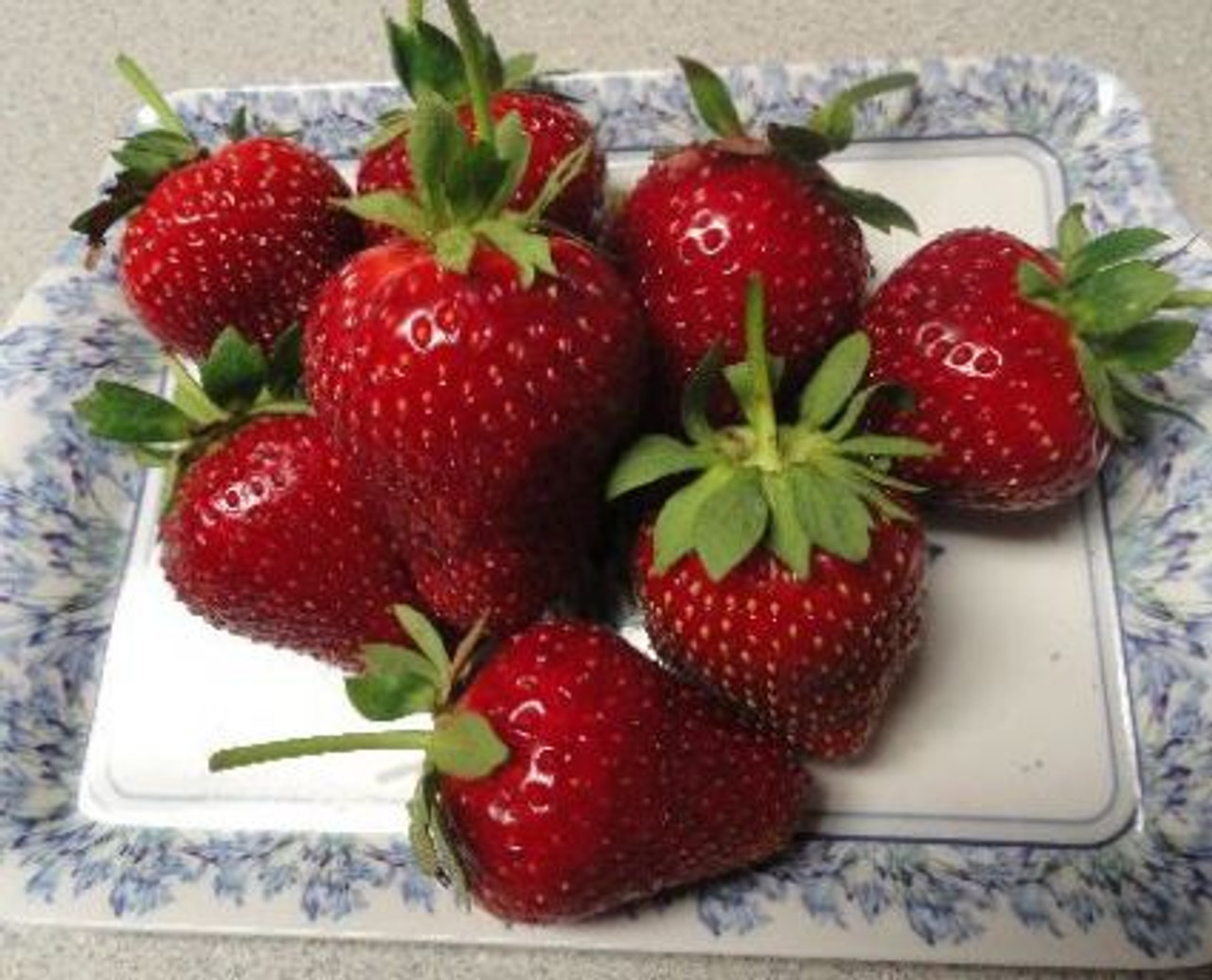 Seascape Strawberries 6 Everbearing Zones 49 Early Season