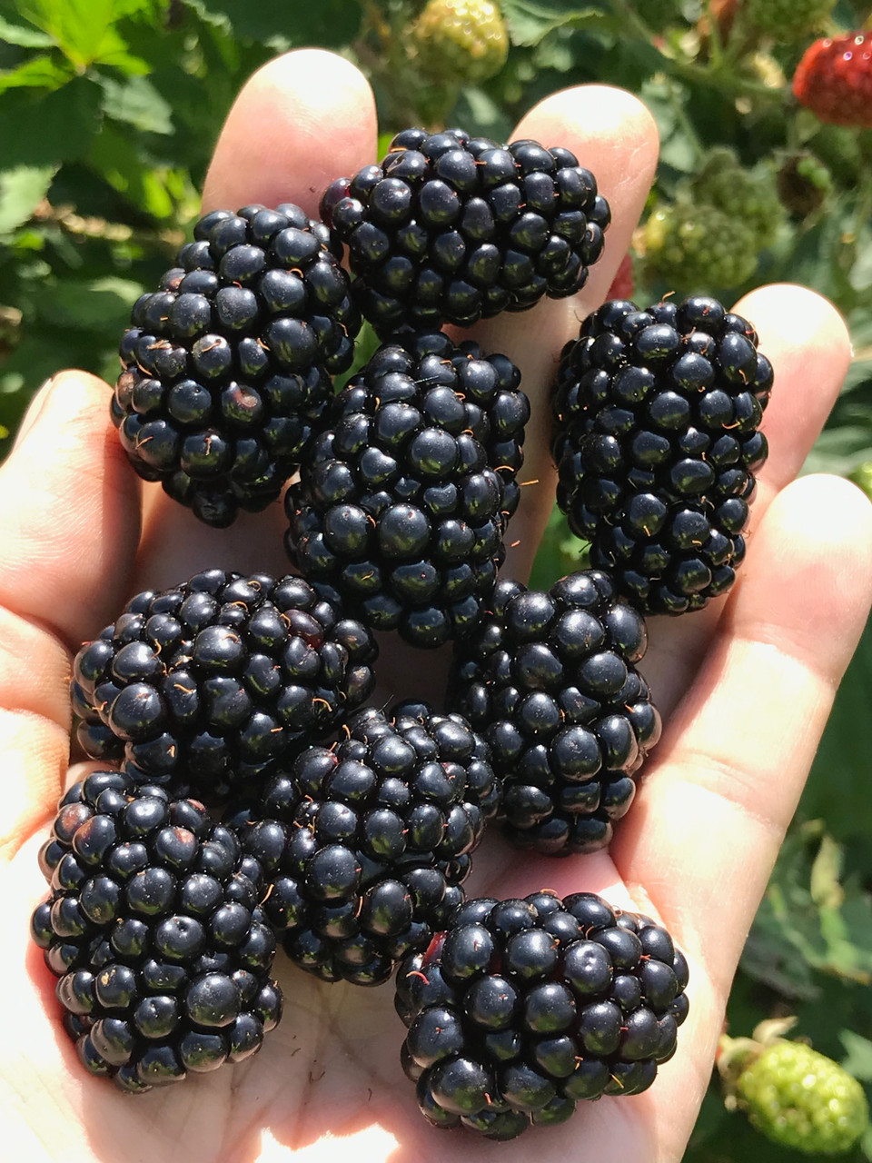 Triple Crown Floricane Thornless Blackberries | 12cm Zones 6-9