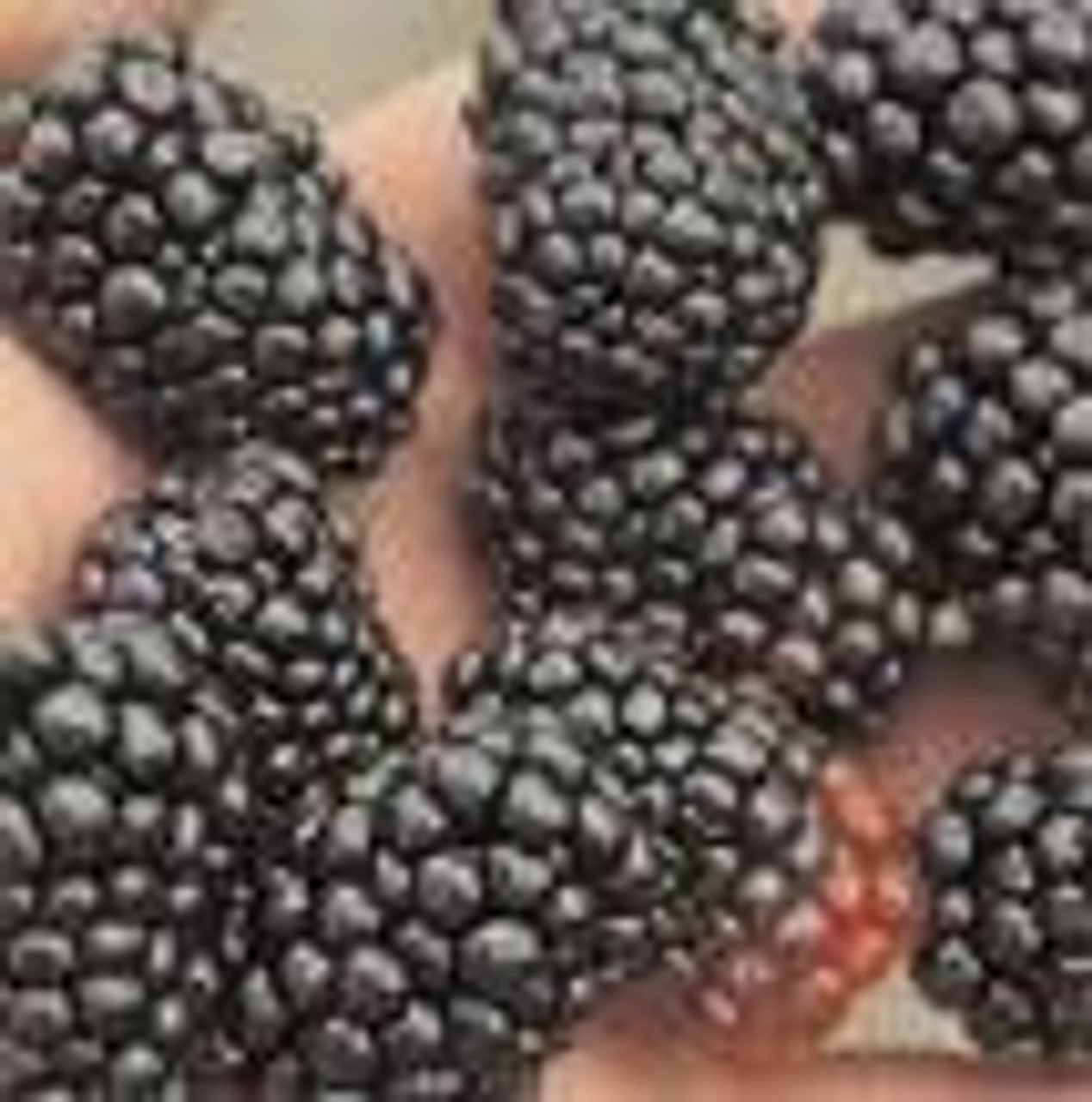Pack 2 Triple Crown Thornless BlackBerry Bush Tree-Healthy Grown Pesicide 4 to 6 Tall