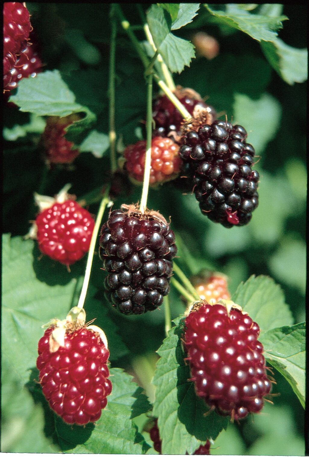 Boysenberry Hybrid Berries Unlimited USA