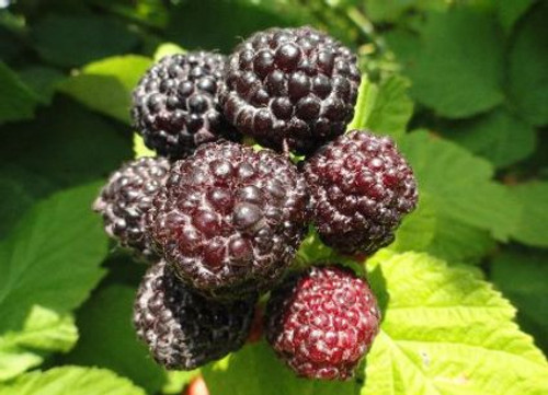 Raspberry Plants Berries Unlimited