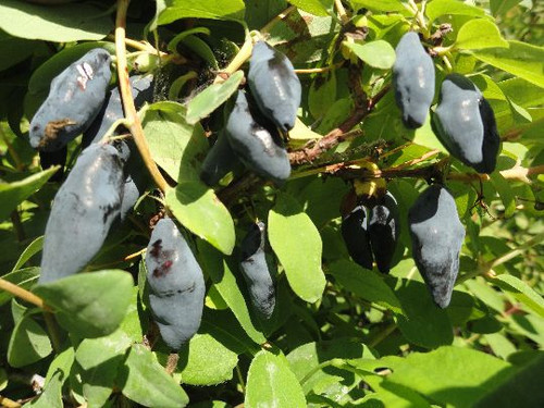 Honeyberries Haskap Plants For Sale Buy From Grower