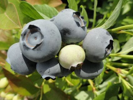 Spartan Blueberries Northern Blueberry Plants Berries Unlimited