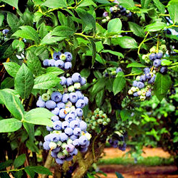 PowderBlue Rabbiteye Blueberry Berries Unlimited USA