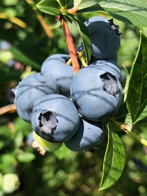 Mexico Jumbo Blueberry – FattFruits