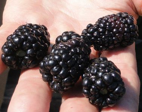Prime Ark -Traveler primocane thornless blackberry plant in a 12cm pot, showing green leaves and developing fruit 1 gal zones 5-9