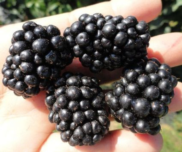 Osage Floricane Thornless Blackberries tissue cultured, 1 gal. Size