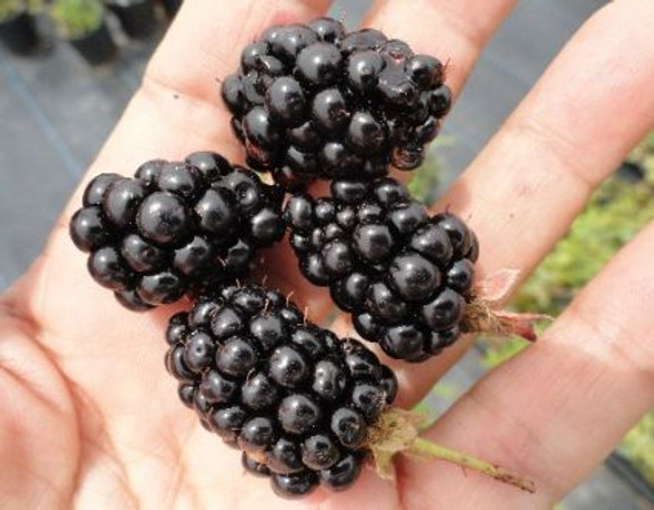 Chester Thornless Blackberry plant in a 12cm pot, showing vigorous, semi-erect canes, green leaves, and clusters of pink blooms USDA Zones 4-7