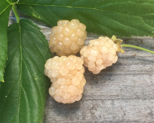 White Blackberry Snowbank  Floricane Thorny, 12 cm pot  Zones 5-9