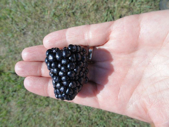 Vigorous Caddo Thornless Floricane Blackberry plant in a 12 cm pot, showing erect green canes and ripe, large, dark berries zones 5-9