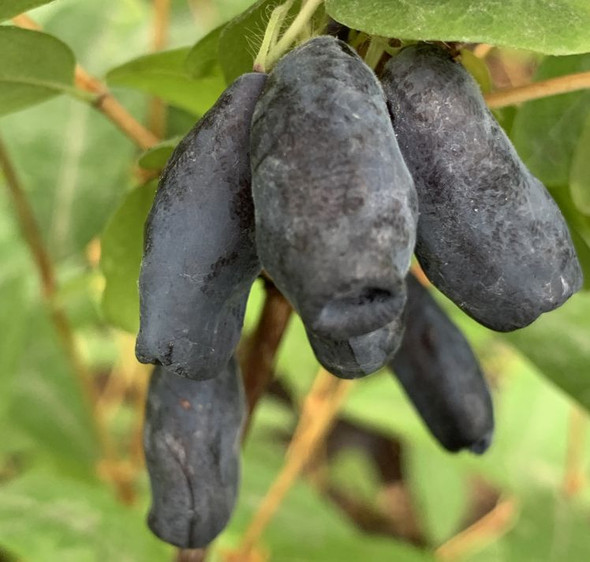 Honey Glen honeyberry plants early-mid season 12cm  Zones 2-7