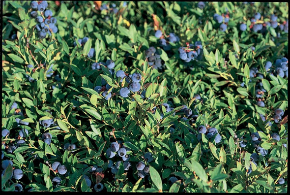 Vaccinium Angustifolium  Wild Lowbush Blueberry