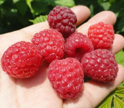 6- Unlabeled Strawberries