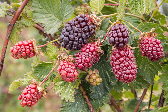 Boysenberry Hybrid Thorny plant in a 12 cm pot, showing vigorous growth, trailing canes, and large black berries USDA Zones 4-9