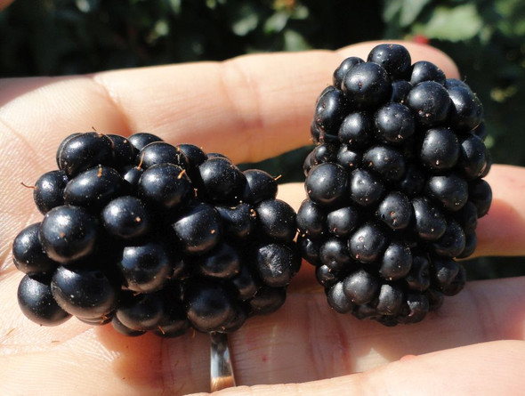 A 12 cm, 1.5-year-old Twilight Floricane Thornless Blackberry plant with lush green leaves and developing dark purple berries zones 4-9