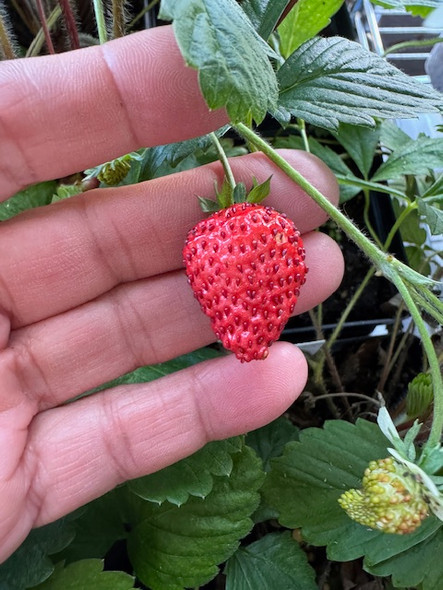 Japanese  Alpine Strawberry