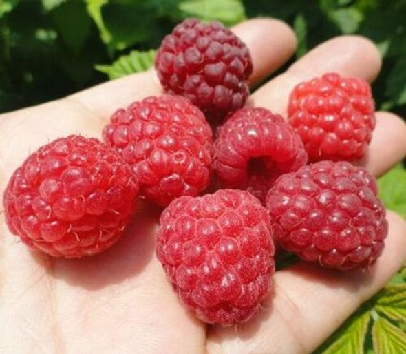 10- Red Raspberry Hedge Plants