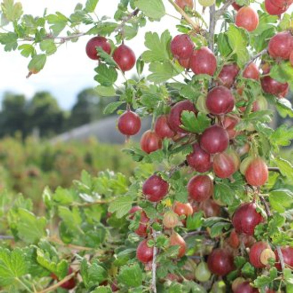 Hinnomaki Red ™ Gooseberry