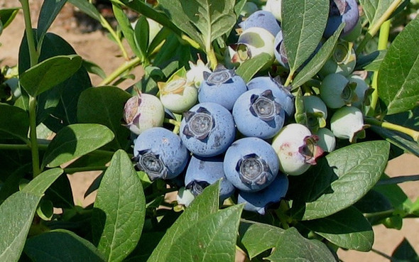 Biloxi Blueberry