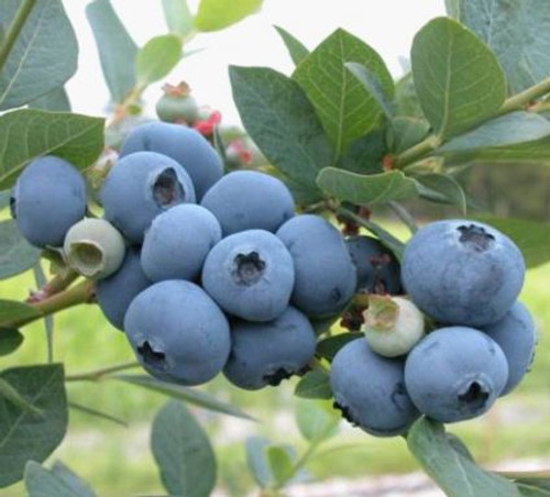 Berries Unlimited Home Gardeners Sweetheart Blueberry: The Double-Cropping Super Berry