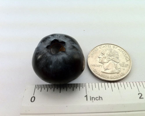 Springhigh Blueberry