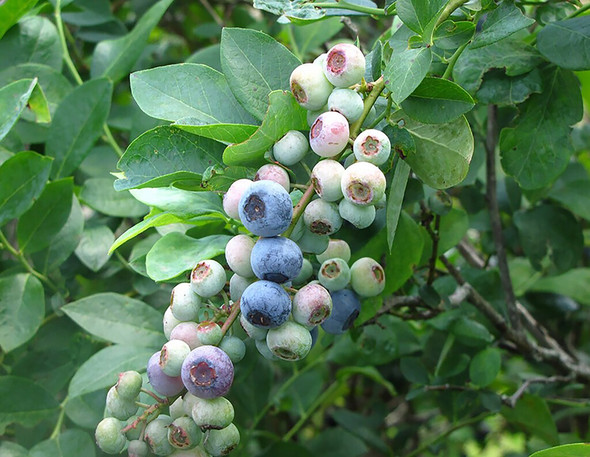 USDA-Spries Rabbiteye Blueberry USDA-Spries Rabbiteye Blueberry
