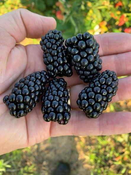 Unlabeled Blackberry