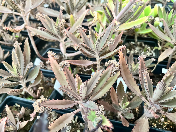 Mother of Millions- Kalachoe Delagoensis