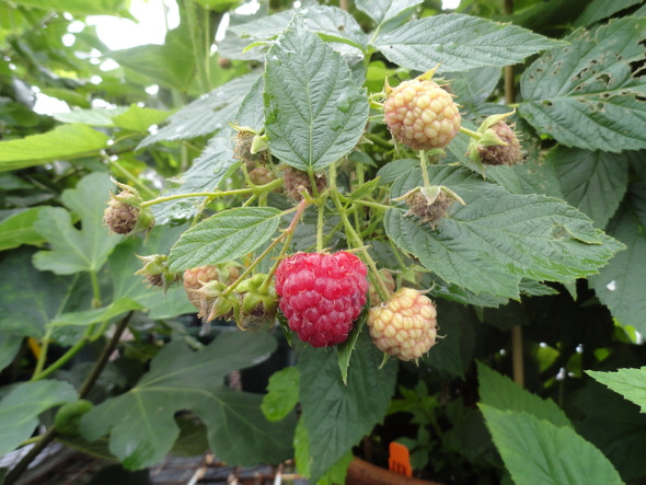 Crimson Red Raspberry Package