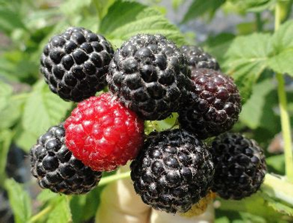 Bristol Black Raspberry Floricane Early season 1 gal. Size Zones 5-8