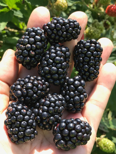 Triple Crown thornless floricane blackberry plant, 12cm, 2-year-old tissue cultured, with developing green leaves and young vigorous vining canes zones 6-9