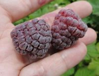 Royalty Purple Raspberry