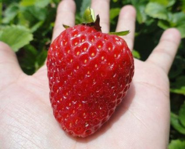 6-AC Wendy Junebearing  Early season Zone : 3-8, 12 cm pots