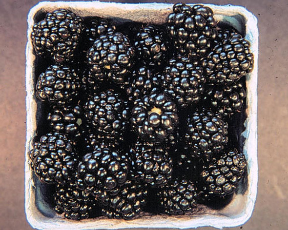 Arapaho Thornless Floricane Blackberry plant in a 12cm pot, showing its erect growth habit, green leaves, and clusters of dark purple, medium-sized berries Zones 5-9