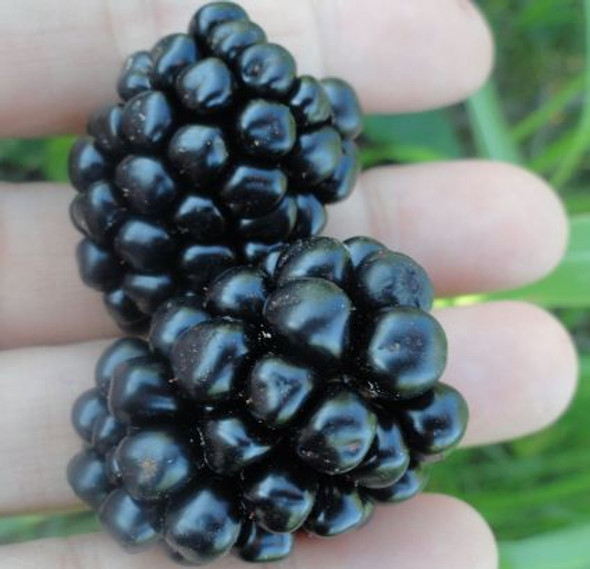 Navaho Thornless Blackberry plant in a 12 cm pot, showing erect green canes and developing fruit, suitable for Zones 6-9.