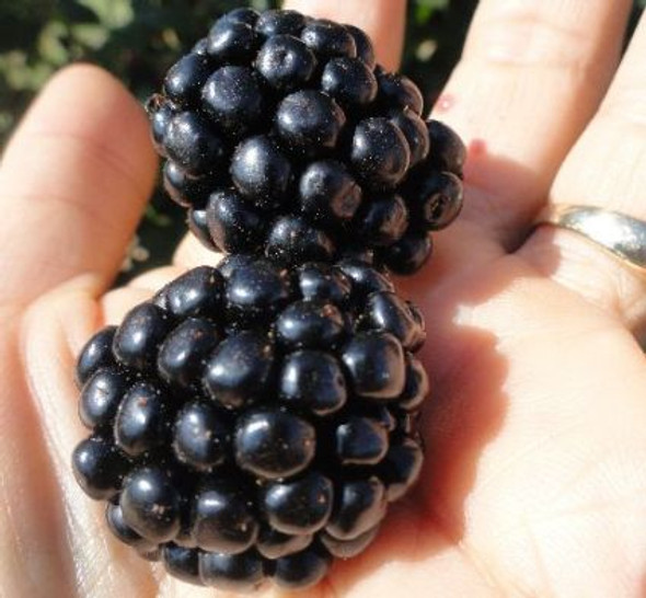 Ouachita  Floricane Thornless Blackberries, 12 cm pot Zones 5-9