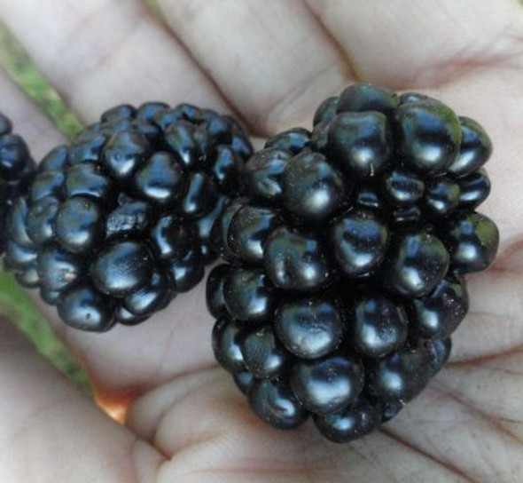 Black Satin Floricane Thornless Blackberry plant in a 12cm pot, showing vigorous green leaves, lavender flowers, and developing large black berries. Zones 4-7