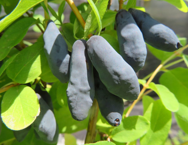 Honeyberry 1.5 yo tissue cultured plants Honey Beast  (PPAF) early-mid season 12cm  Zones 2-7