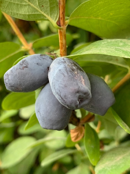Blue Delight Honeyberry Haskap