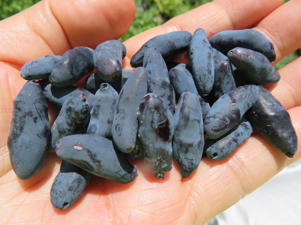 Honey Bunny Honeyberry Haskap