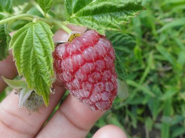 Unlabeled Raspberry