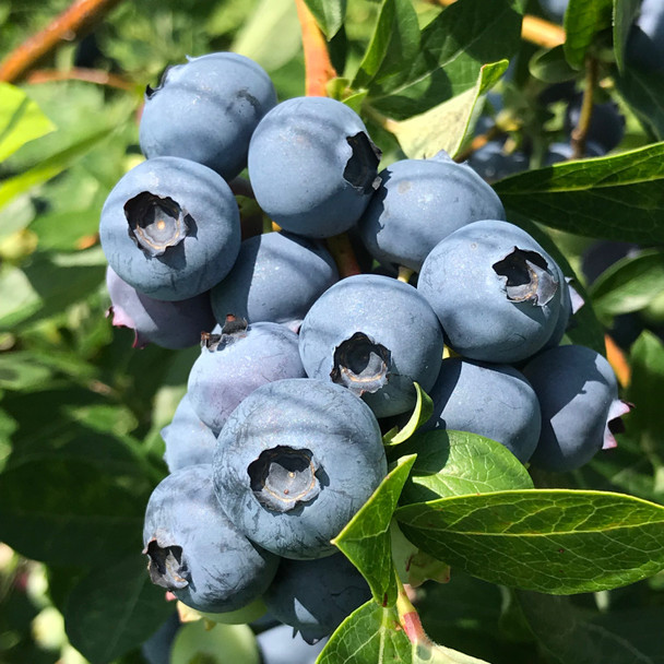 Unlabeled Blueberry