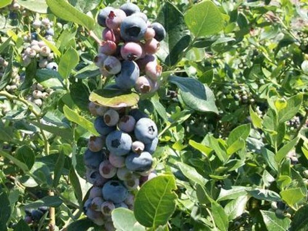 Gallon size Rabbiteye blueberry plant bundle featuring Premier and Ochlocknee varieties on a white background.