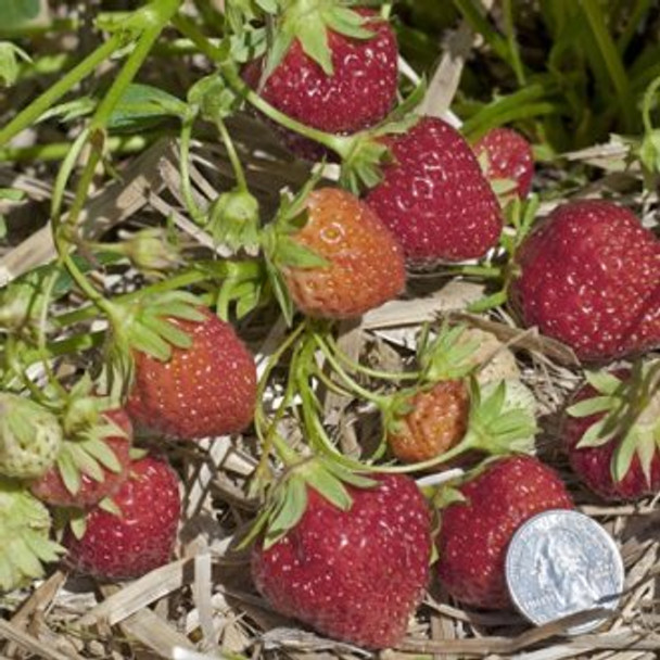 Mara Des Bois Strawberry