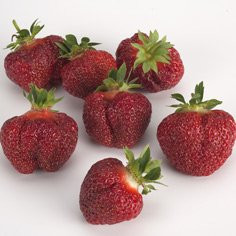 Brunswick Strawberry