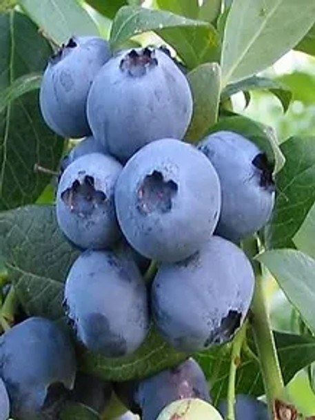 10-  Delicious Hedge  Rabbiteye Blueberry Plants