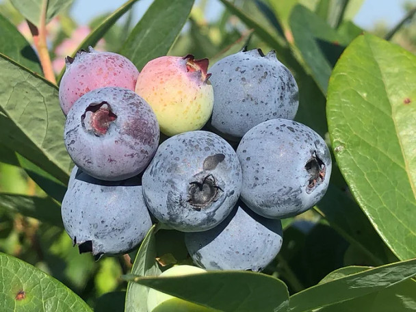 Primadonna Blueberry